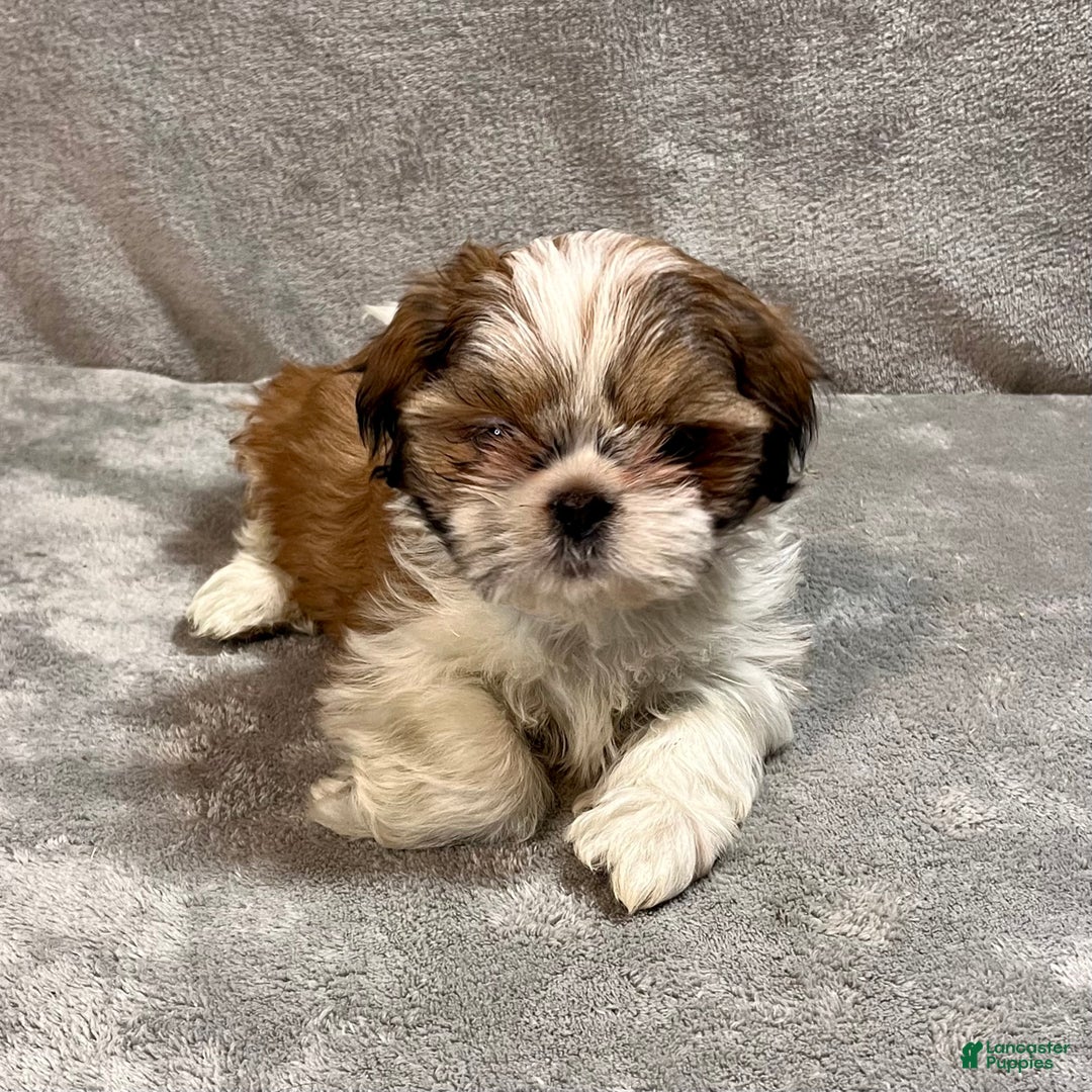 Shih Tzu dogs for sale: Harold - Ad 6