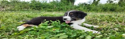 Australian Shepherd dogs for sale: Virginia - Ad 2