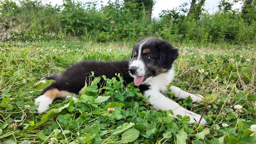 Australian Shepherd dogs for sale: Virginia - Ad 2