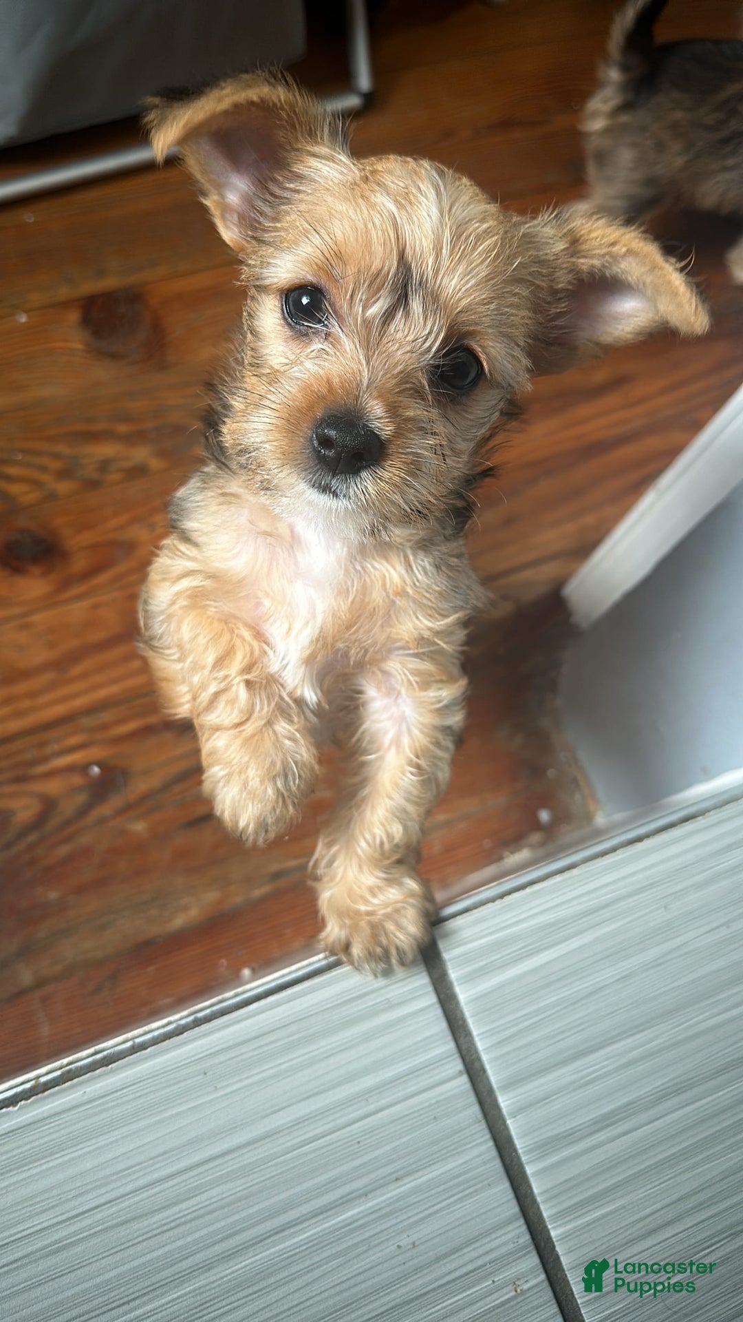 Gallery Image {{count}}