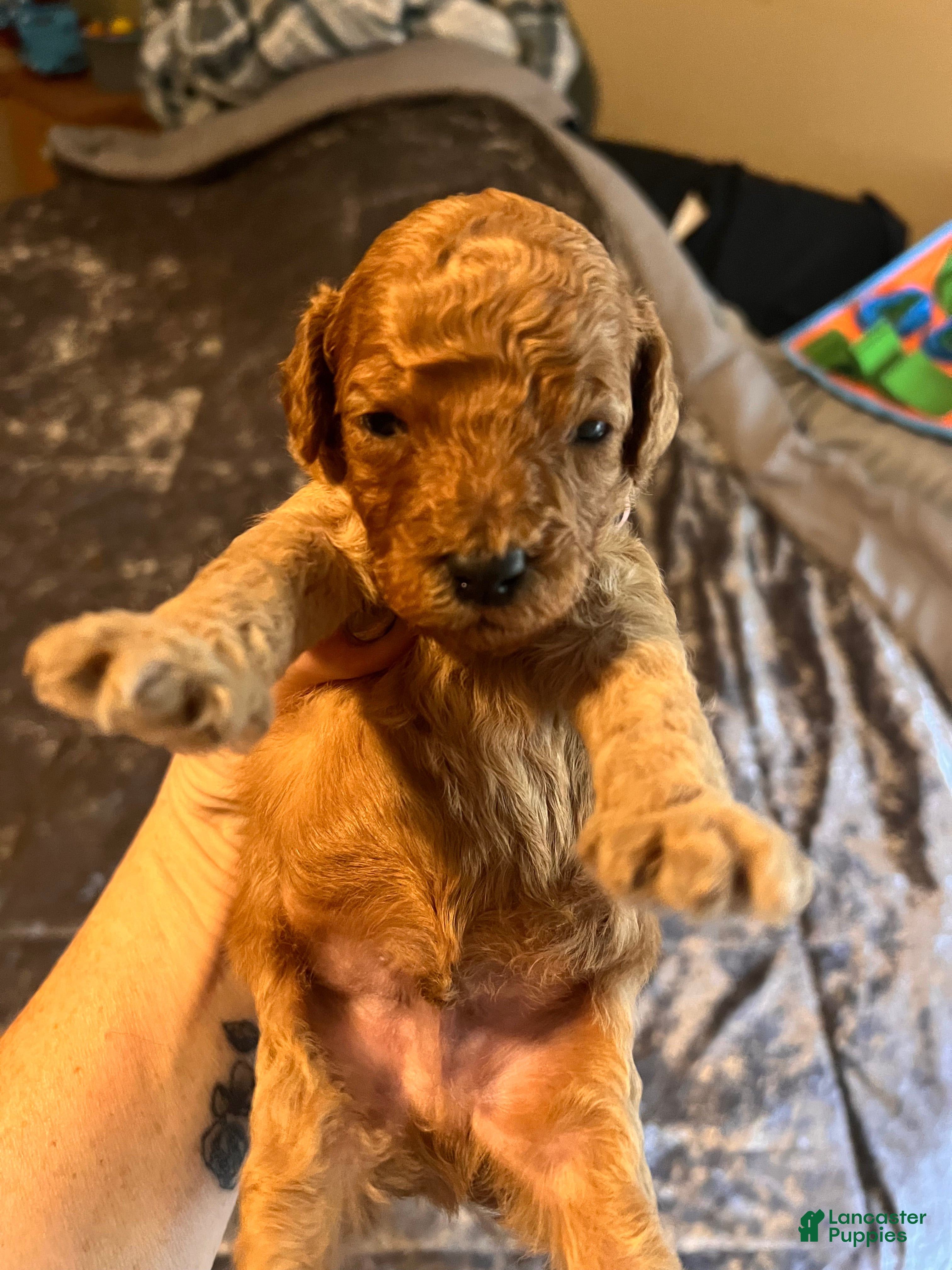 Cavapoo dogs for sale: Cavapoo 2 Green Collar - Ad 4