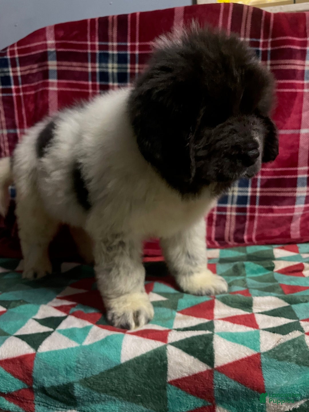Newfoundland dogs for sale: Newfoundland Puppy 3 - Ad 7
