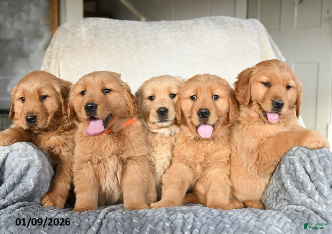 Golden Retriever dogs for sale: Rain - Ad 3