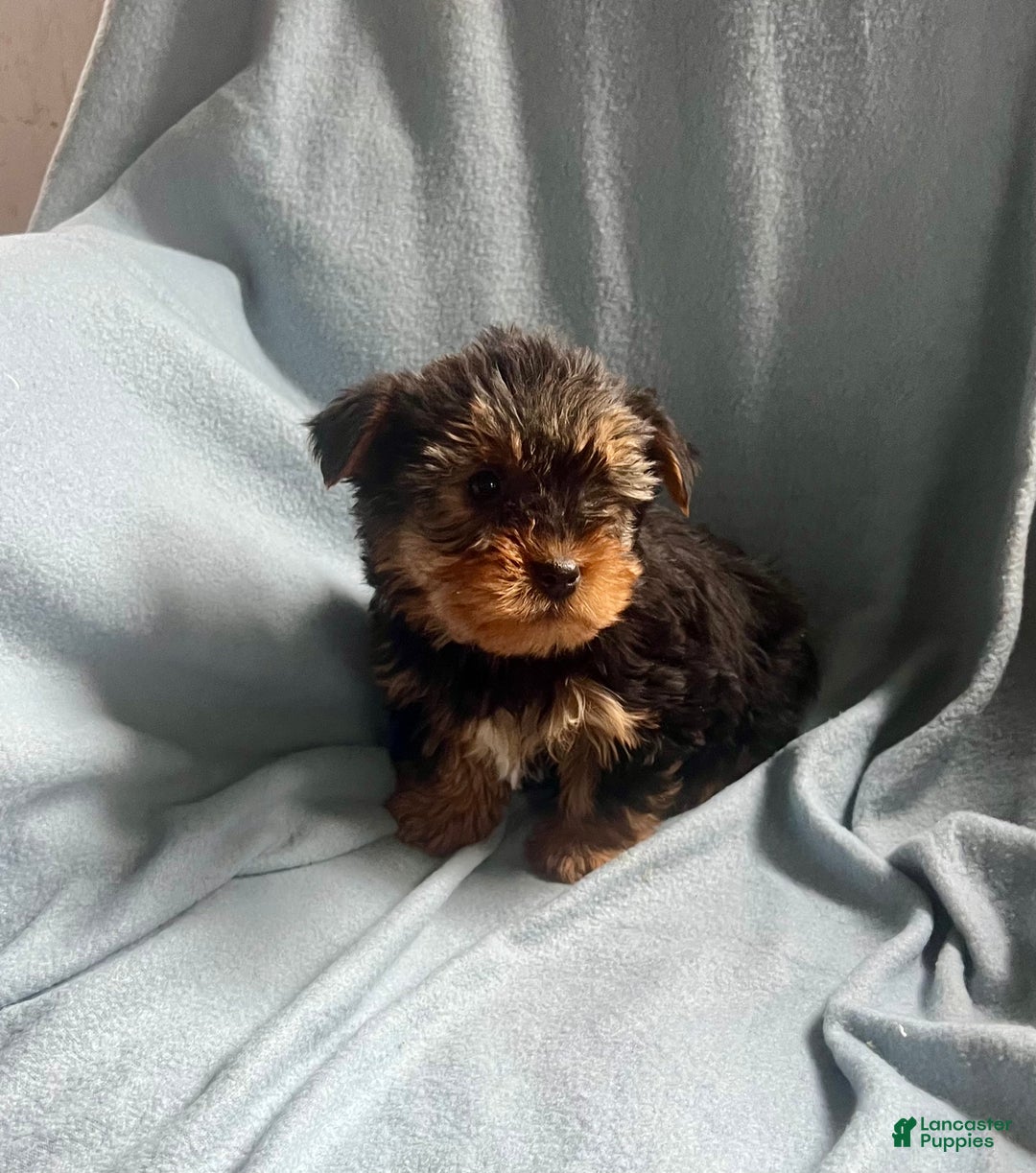Yorkshire Terrier dogs for sale:  Cory  - Ad 3