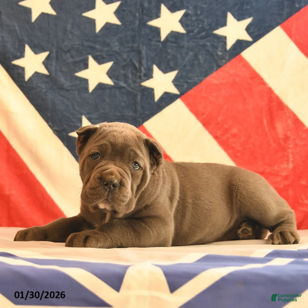 Cane Corso dogs for sale: Isabelle  - Ad 2