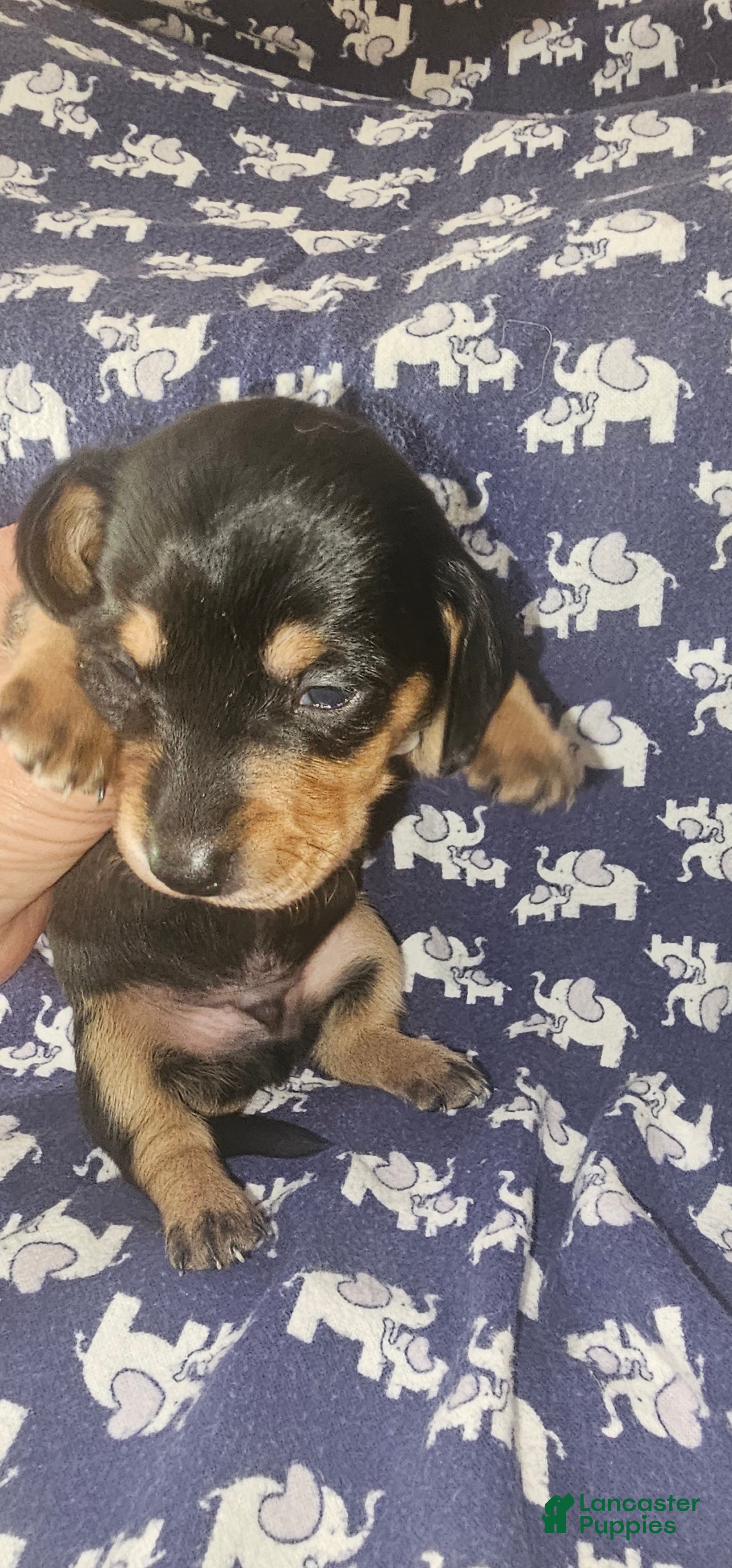 Dachshund dogs Dachshund Puppy 3 - Ad 11