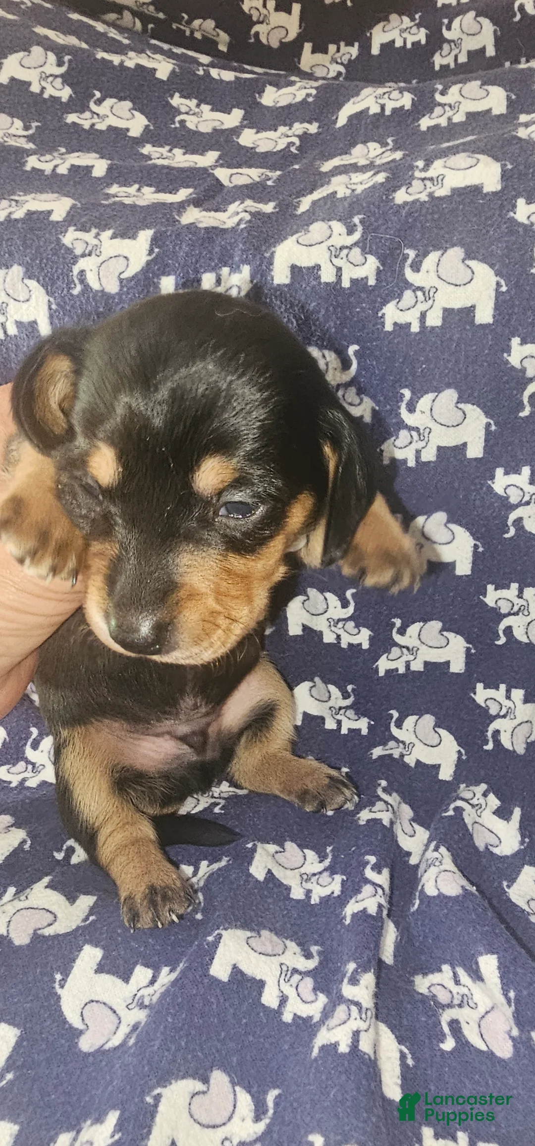 Dachshund dogs for sale: Dachshund Puppy 3 - Ad 1