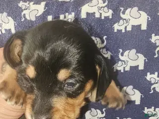 Dachshund dogs Dachshund Puppy 3 - Ad 11