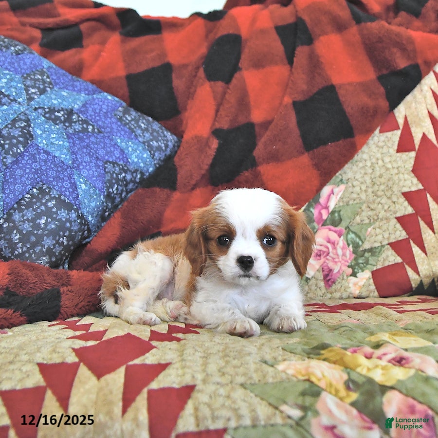 Cavalier King Charles Spaniel dogs Tilly - Ad 12