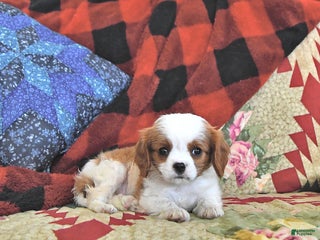 Cavalier King Charles Spaniel dogs Tilly - Ad 41