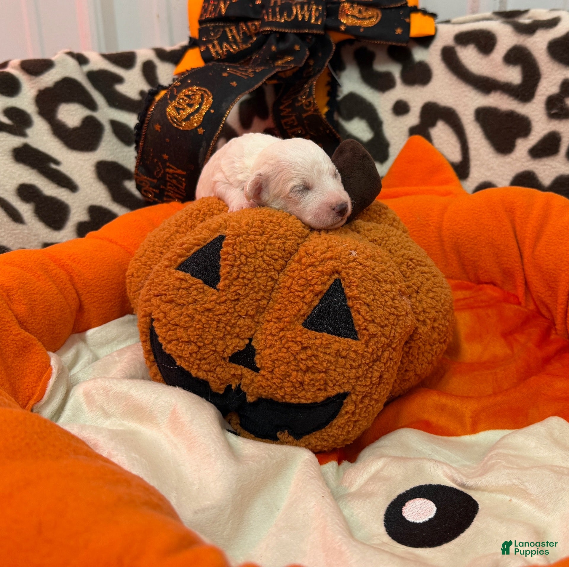 Bichon Frise dogs for sale: Bichon Frise 4 - Ad 1