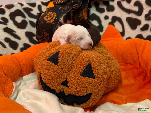 Bichon Frise dogs for sale: Bichon Frise 4 - Ad 1