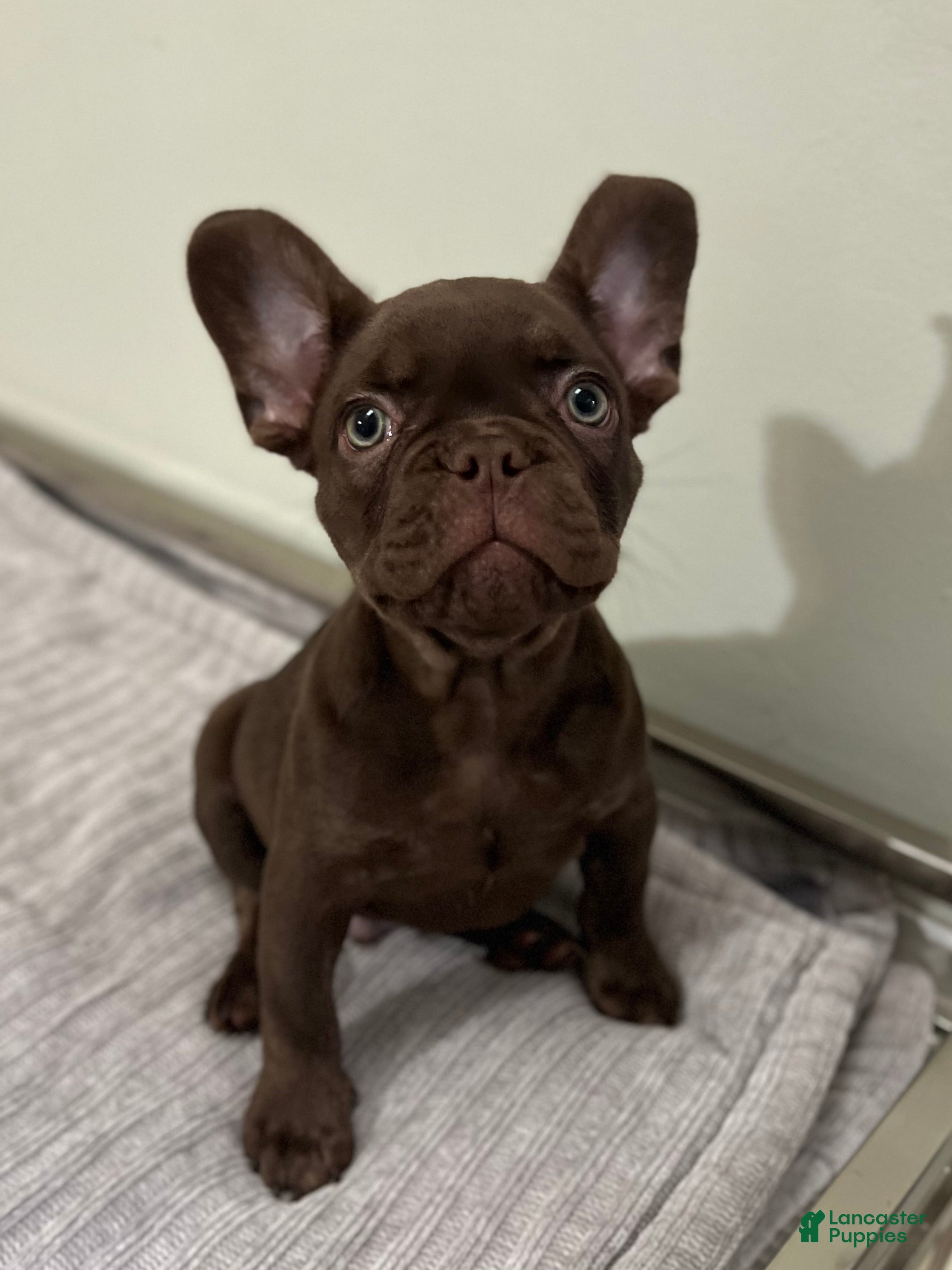 French Bulldog dogs Bear - Ad 1