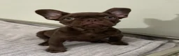 French Bulldog dogs for sale: Bear - Ad 1