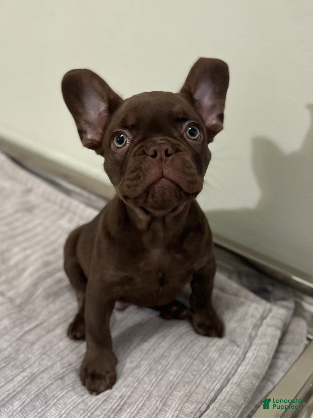 French Bulldog dogs for sale: Bear - Ad 1