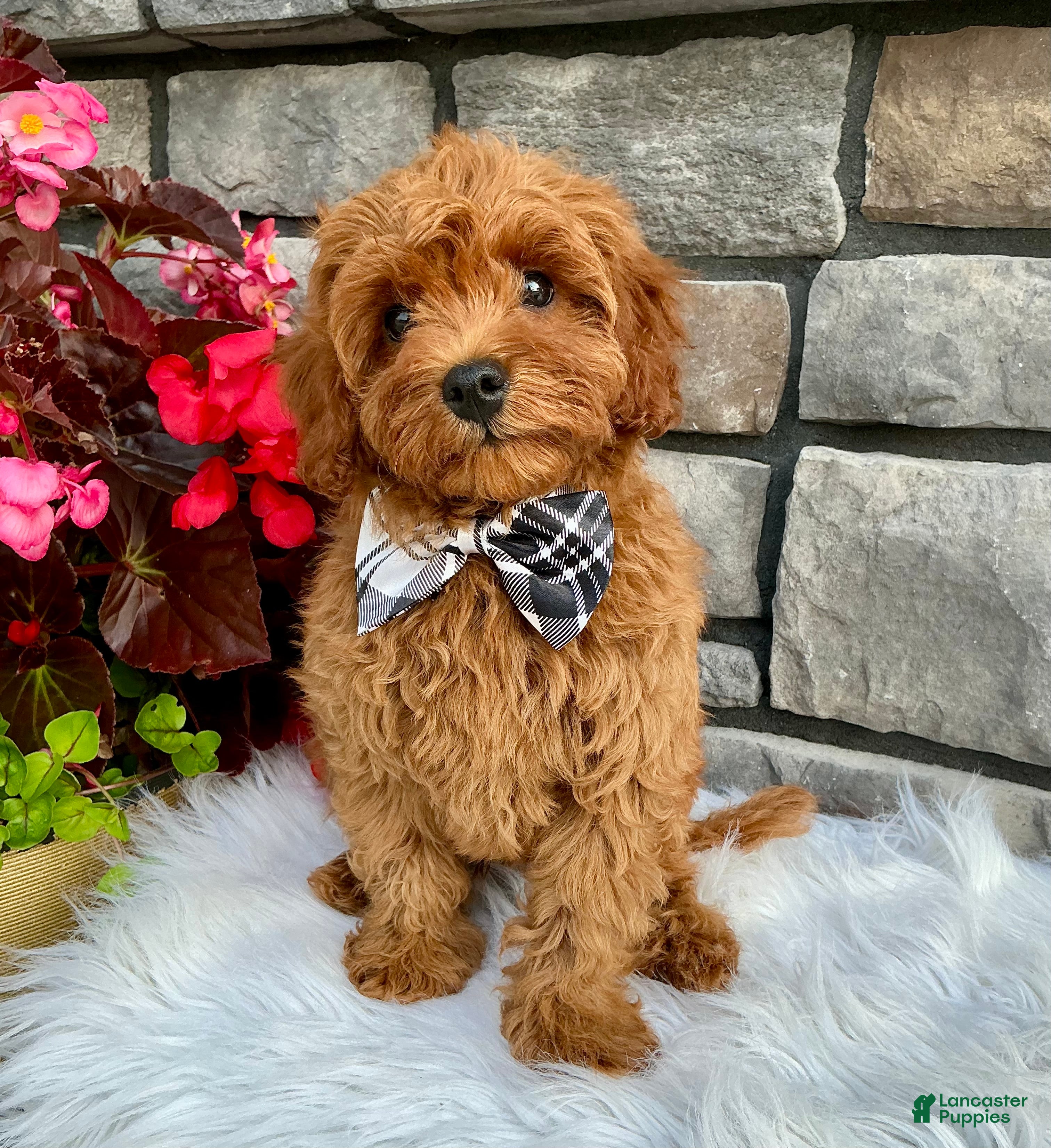 Cavapoo dogs Ashton - Ad 1