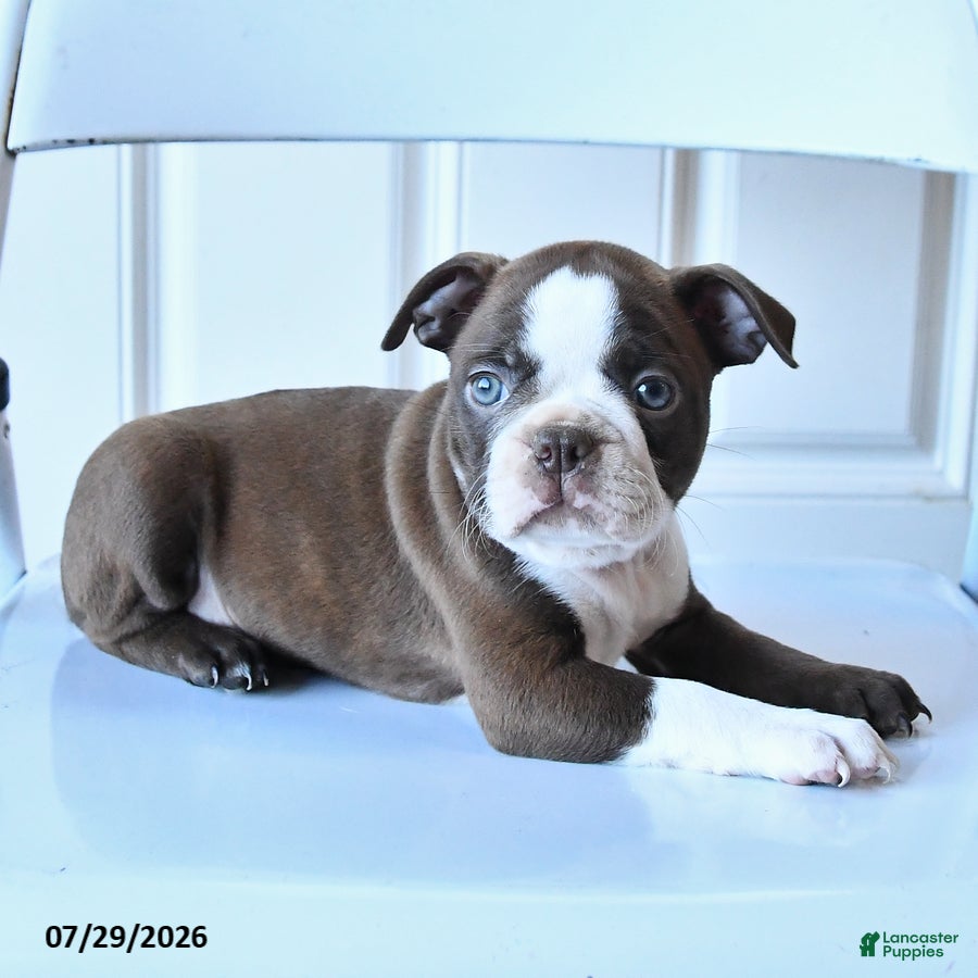 Boston Terrier dogs Ginger - Ad 1