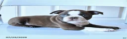 Boston Terrier dogs for sale: Ginger - Ad 1