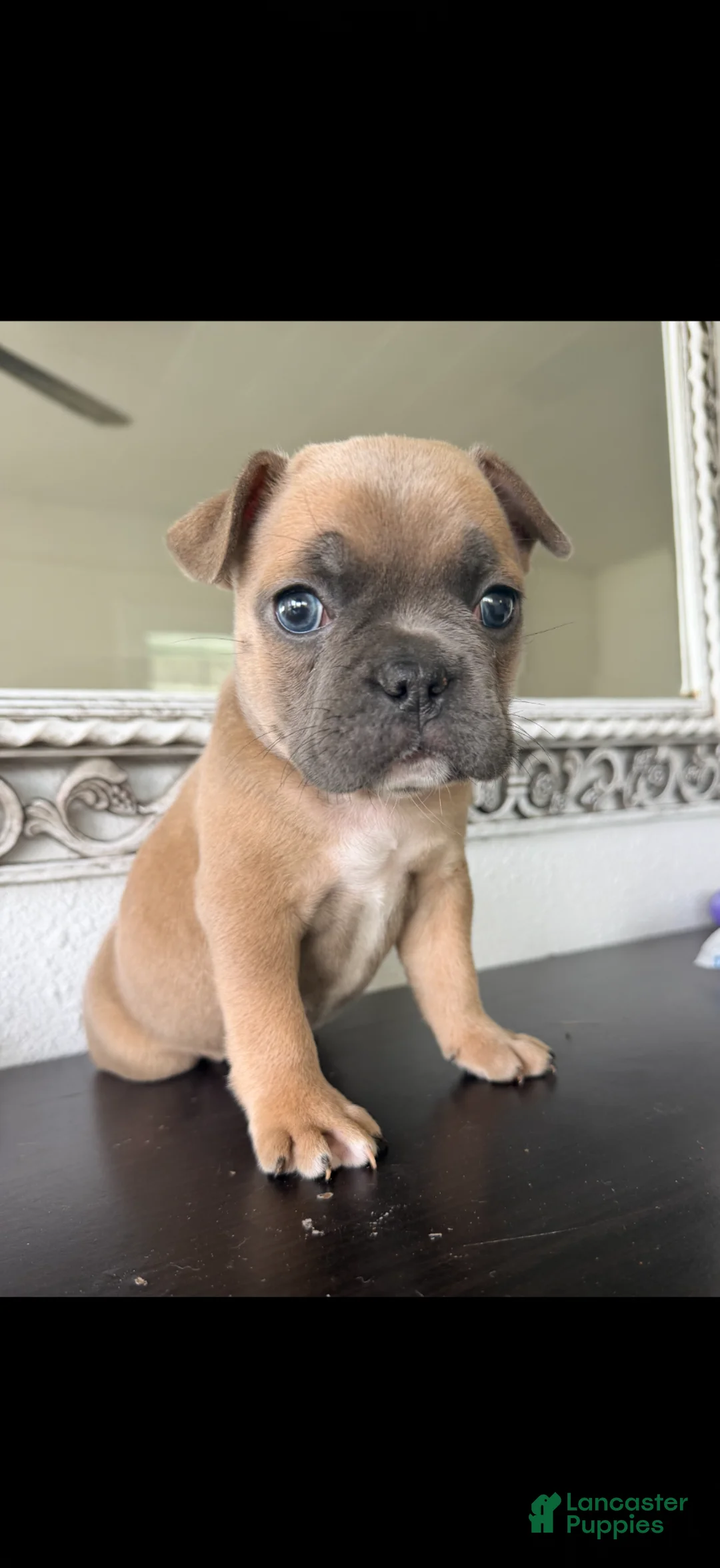 French Bulldog dogs for sale: French Bulldog Puppy 3 - Ad 2