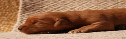 Golden Retriever dogs for sale: Daisy -AKC, Genetically Clear - Ad 110