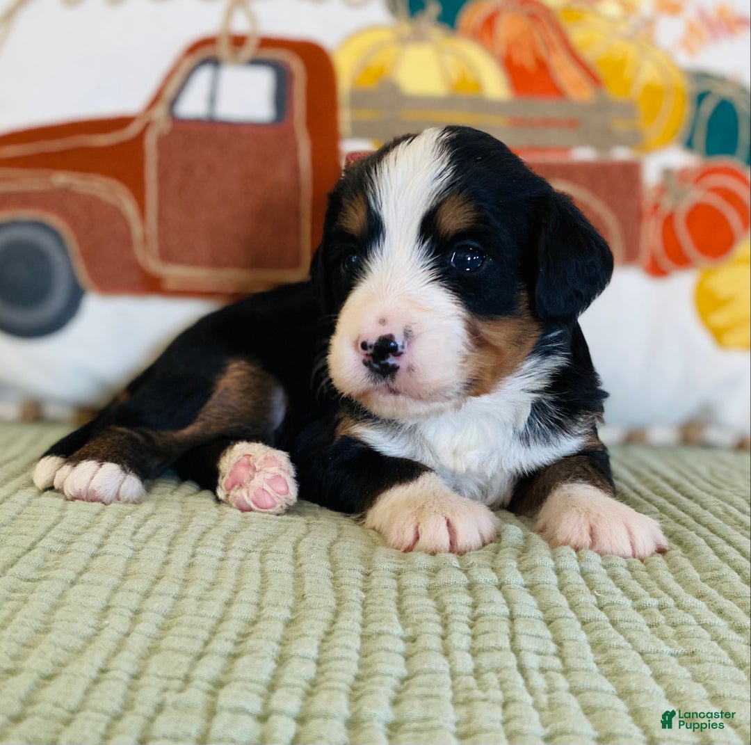 Bernedoodle dogs for sale: Princess - Ad 7