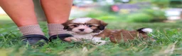 Shih Tzu dogs for sale: Coco - Ad 6