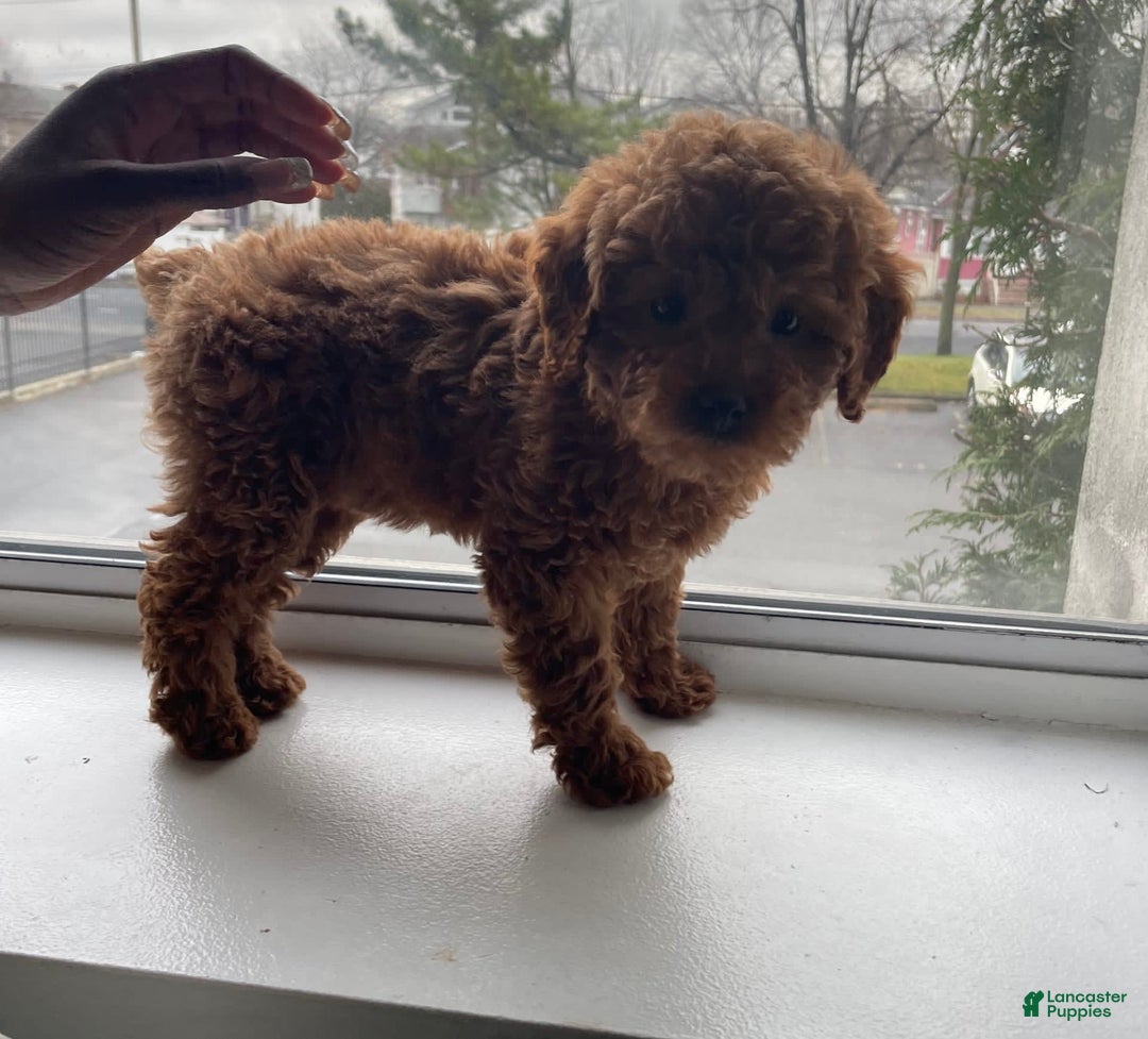 Gallery Image {{count}}