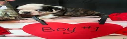 Boston Terrier dogs for sale: Boston Terrier Puppy 1 - Ad 9