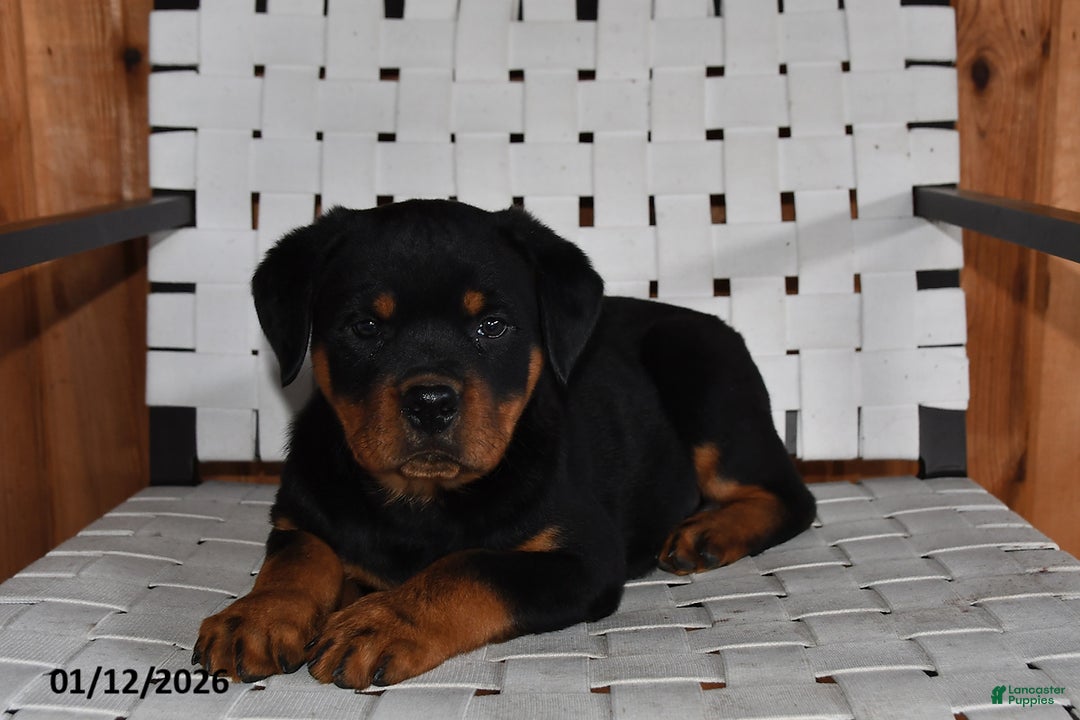 Rottweiler dogs for sale: King - Ad 4