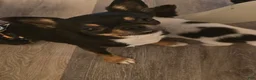 Chihuahua dogs for sale: Chihuahua Puppy 1 - Ad 2