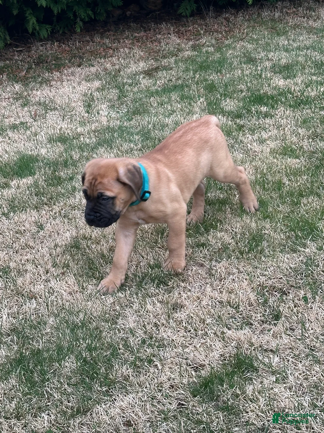 Bullmastiff dogs for sale: Bleau - Ad 2