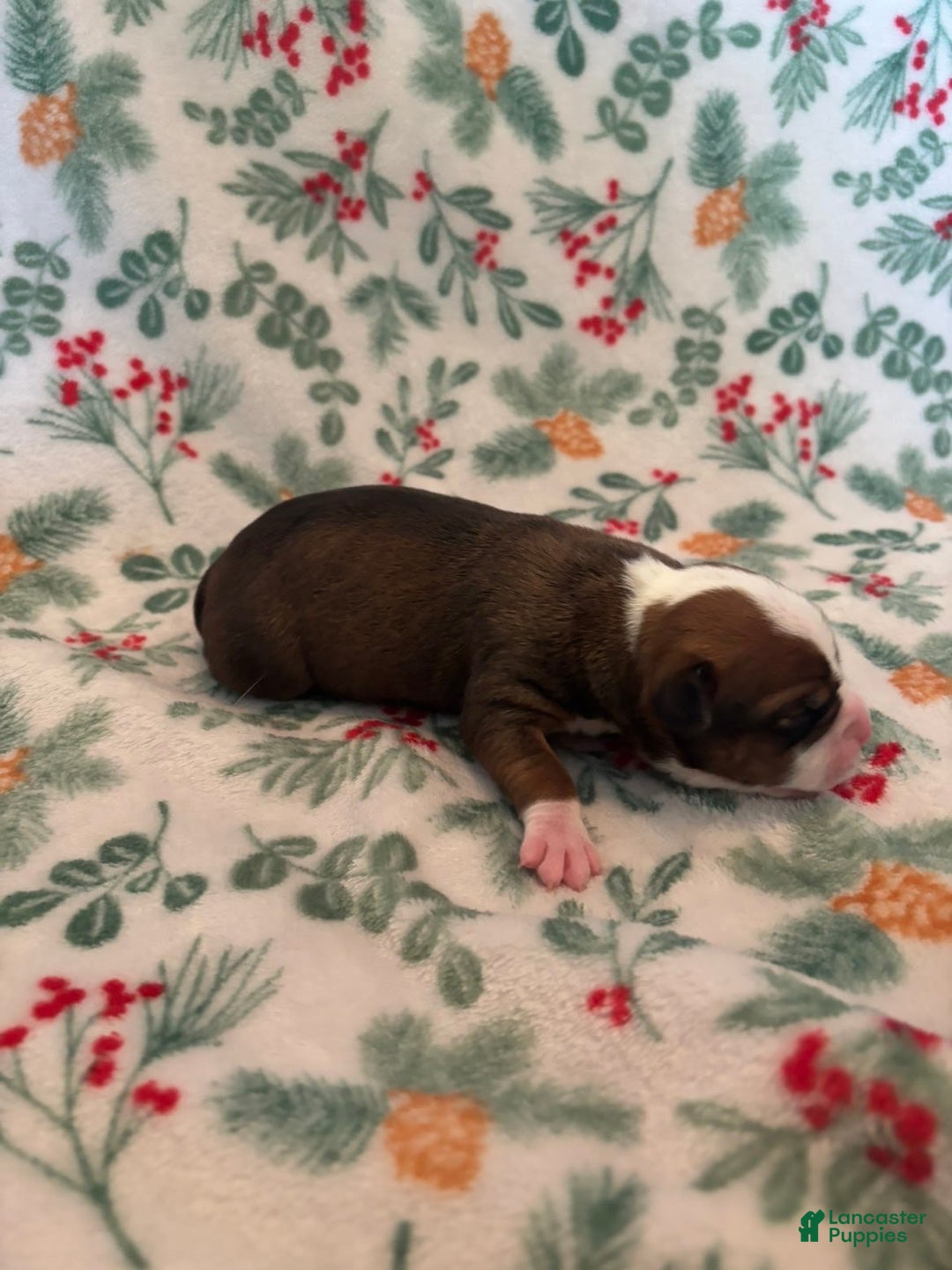 Mixed Breed dogs for sale: Stella - Ad 2