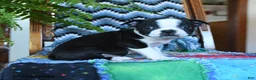 Boston Terrier dogs for sale: Valor - Ad 1