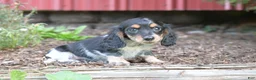 Miniature Dachshund dogs for sale: Bella - Ad 3