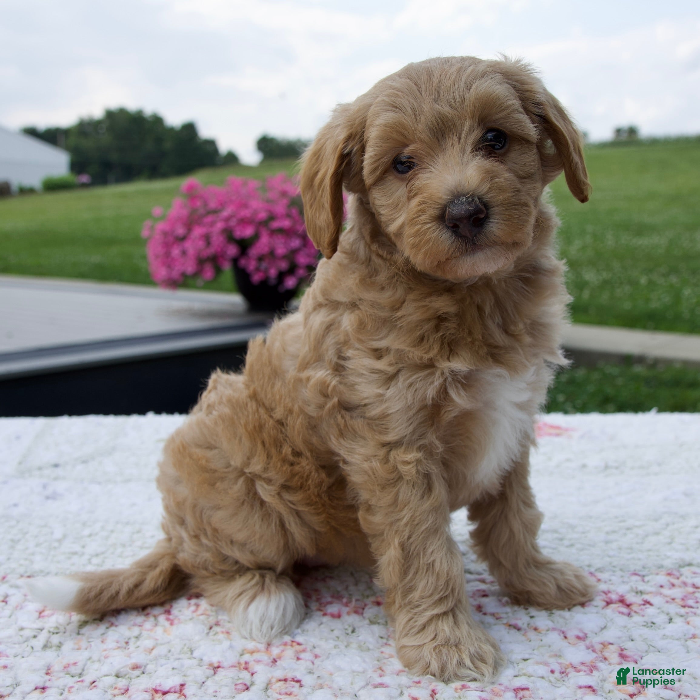Aussiedoodle dogs Annie - Ad 1