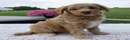 Aussiedoodle dogs for sale: Annie - Ad 3