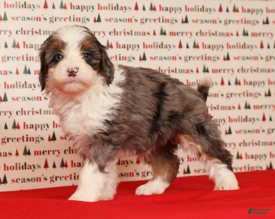 Mini Bernedoodle dogs for sale: Ginger - Ad 8