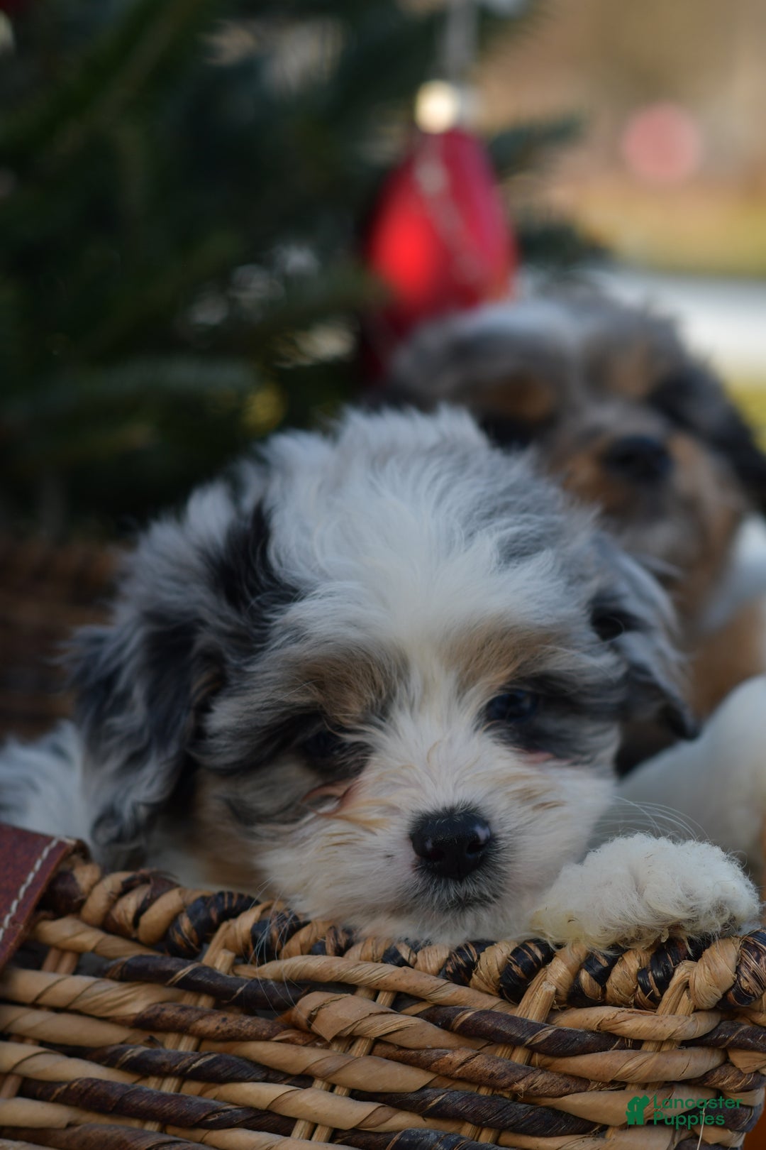 Mini Aussiedoodle dogs for sale: Cash - Ad 46