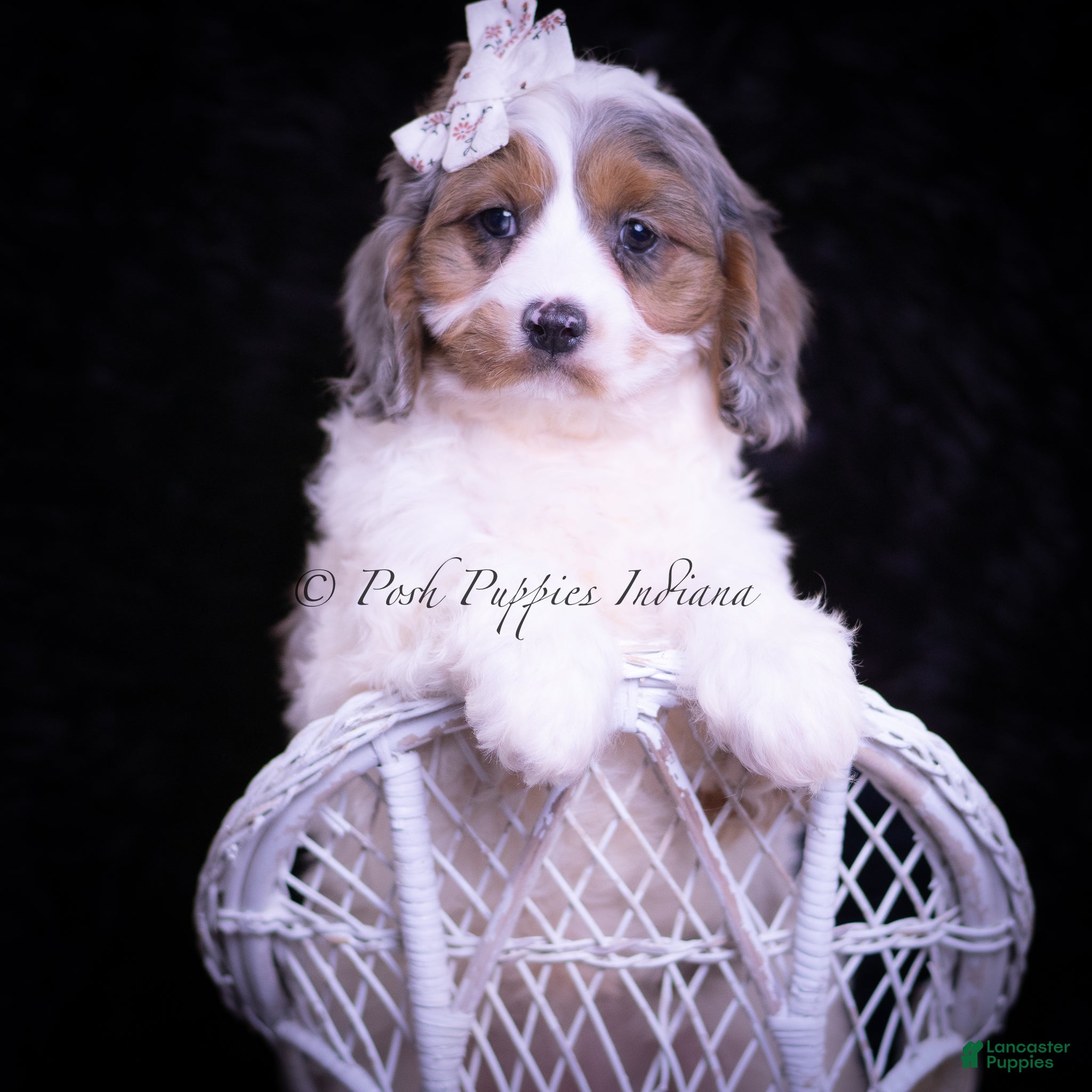 Cavapoo dogs Cherry Sparkle - Ad 35