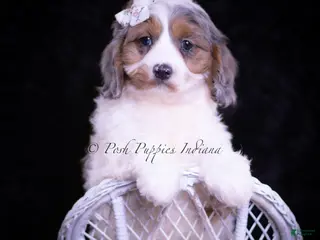 Cavapoo dogs Cherry Sparkle - Ad 35