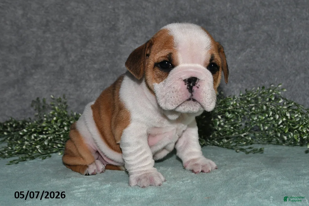 English Bulldog dogs for sale: Jesenia - Ad 2