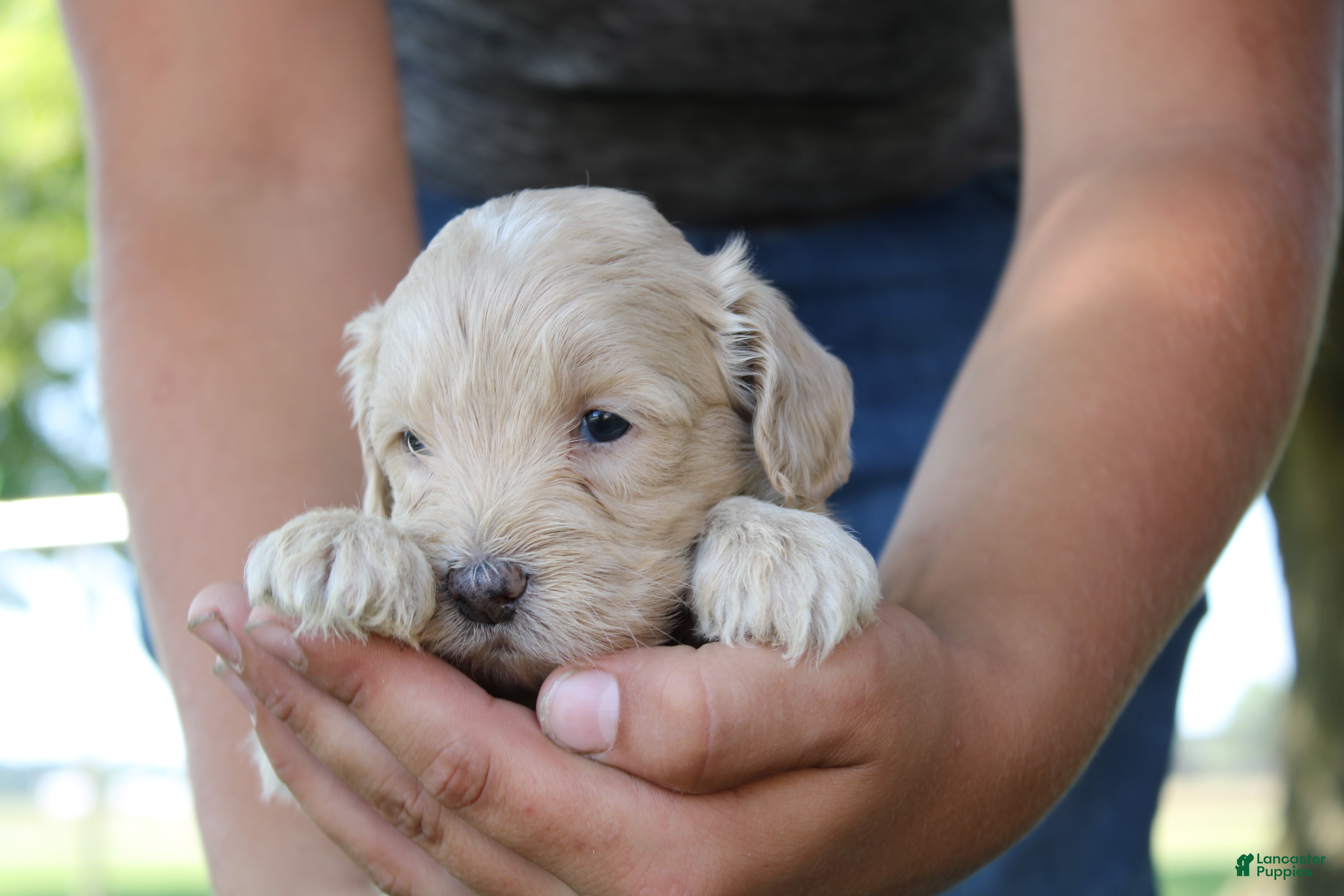 Mini Goldendoodle dogs Viking - Ad 2