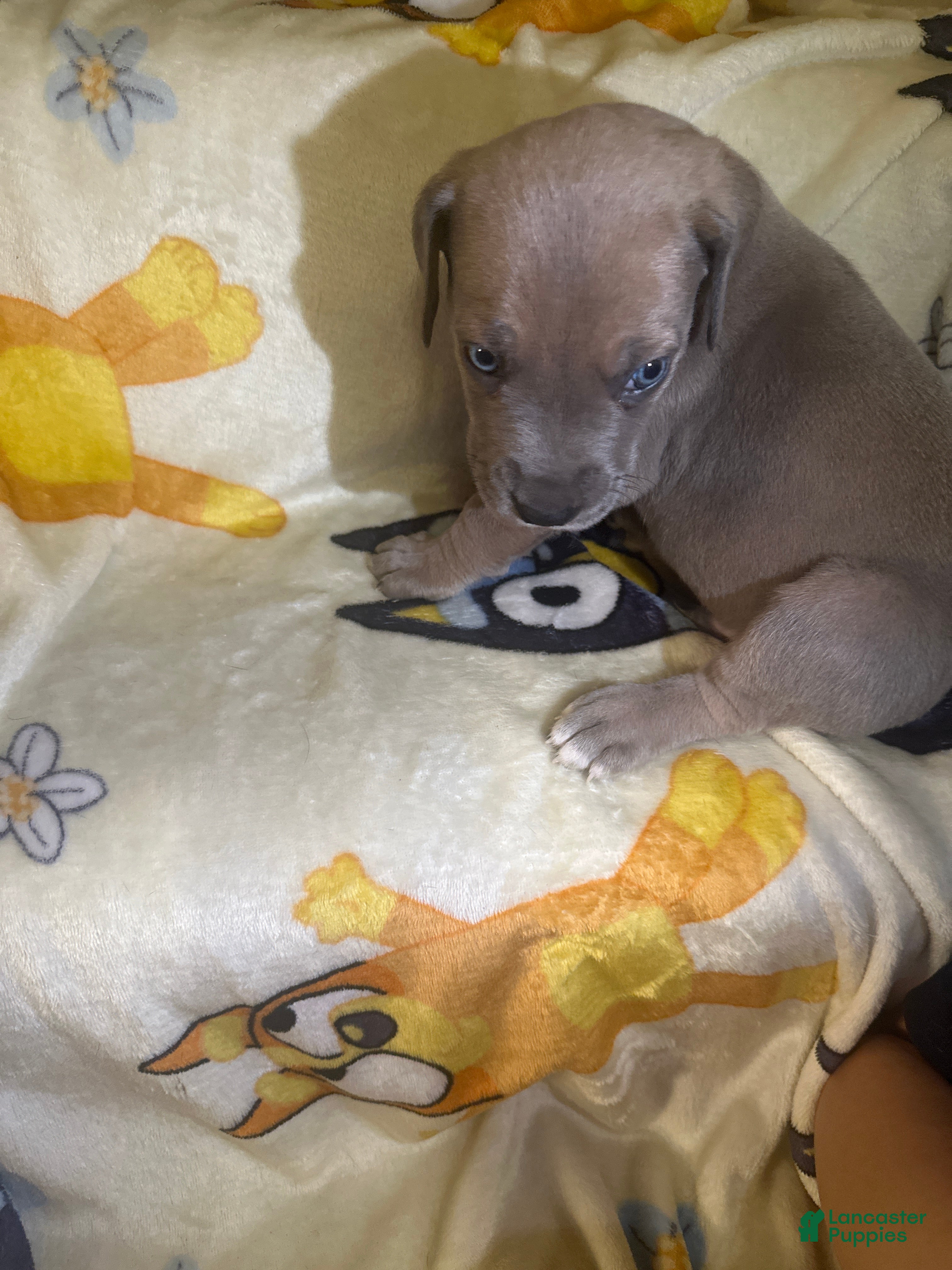 Great Dane dogs Great Dane Puppy 3 - Ad 4