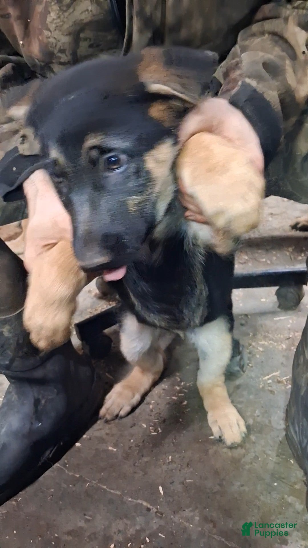 German Shepherd dogs for sale: German Shepherd Puppy 2 - Ad 2