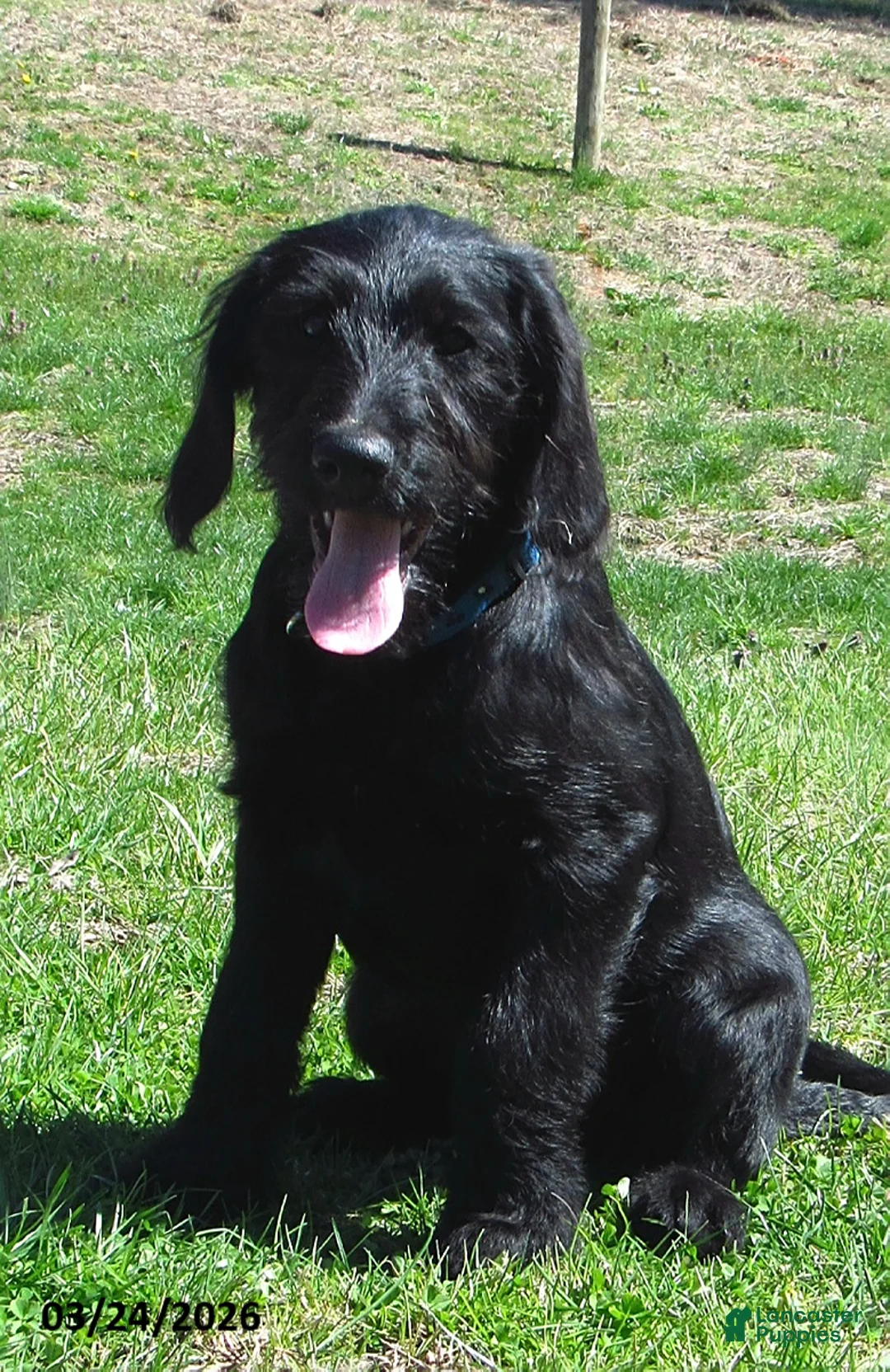 Labradoodle dogs for sale: Bailey - Ad 2