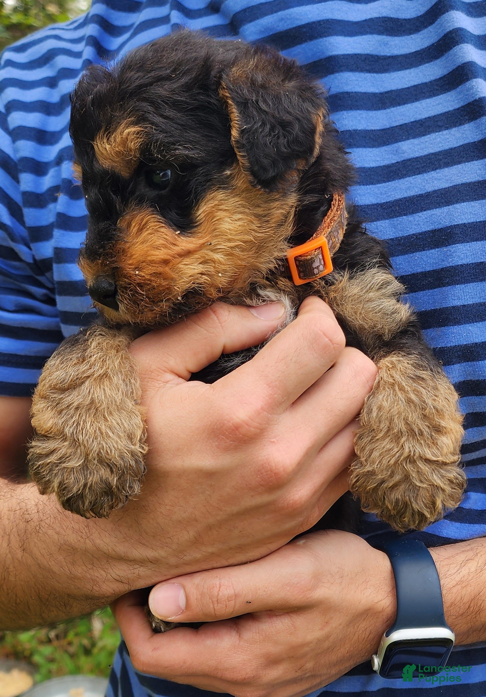 Airedale Terrier dogs Enchanted Airedales - Orange Boy - Ad 2