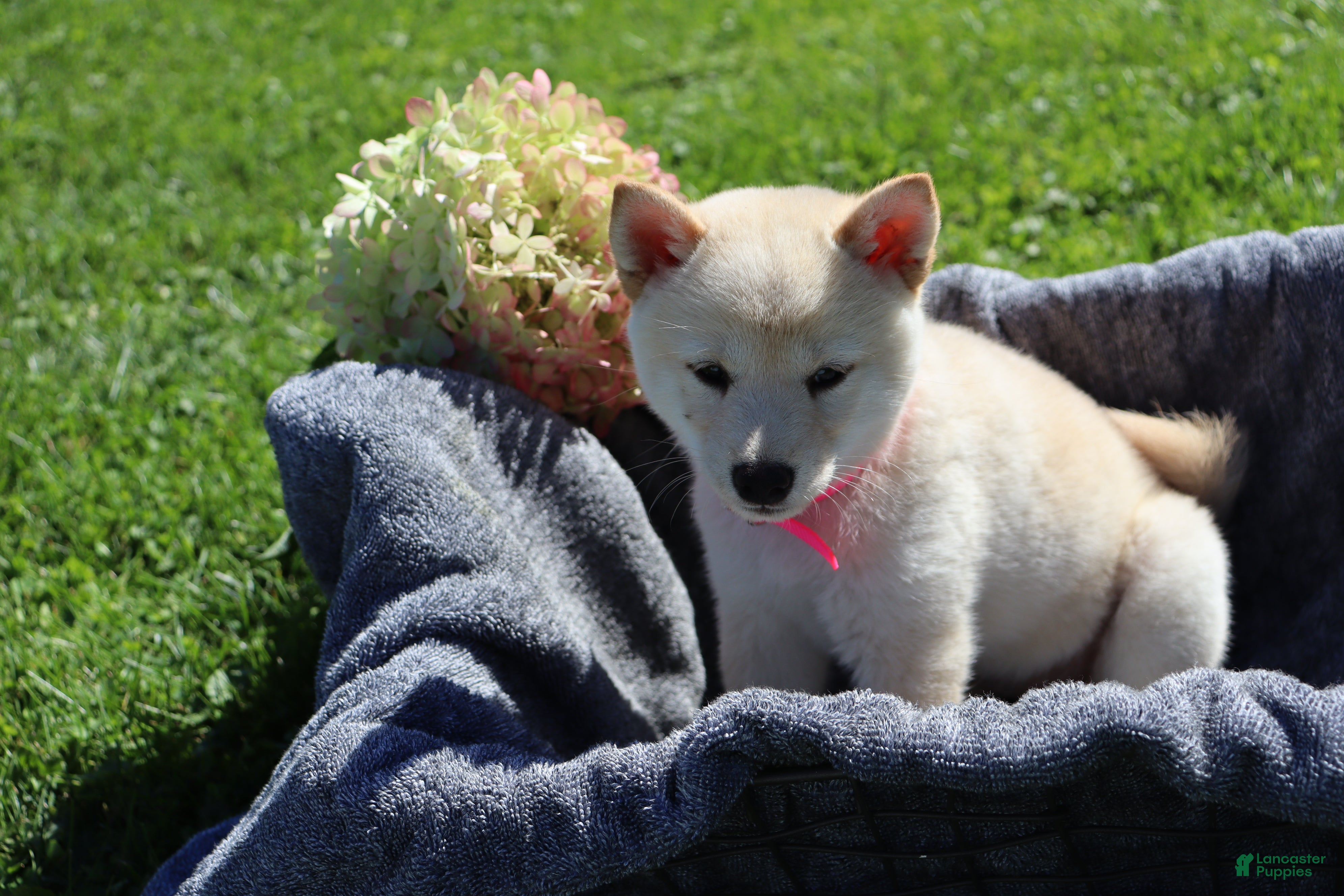 Shiba Inu dogs Twinkle  - Ad 1