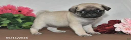 Pug dogs for sale: Daisy - Ad 5