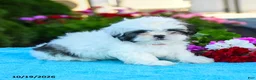 Shih Tzu dogs for sale: Ada - Ad 3