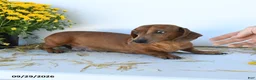 Miniature Dachshund dogs for sale: Belle - Ad 6